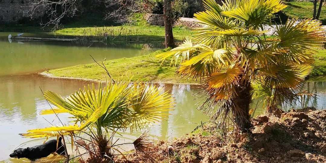 Apartmán Les Amis De Gaure Rouffiac-d'Aude Exteriér fotografie